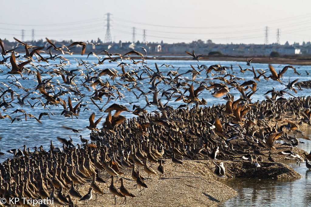 inmigration_1